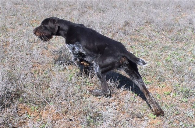 Купить Дратхаара Для Охоты На Авито