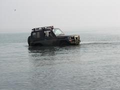 Большие коты