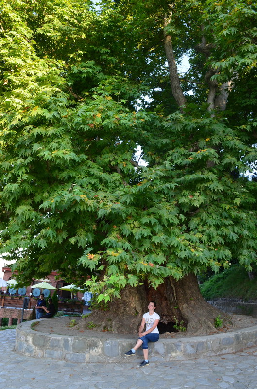 DSC_0738.JPG
