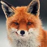 mr_fox