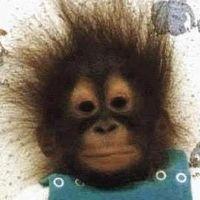 Максим Антонов