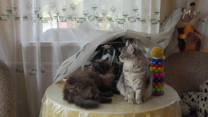 изображение_viber_2024-11-12_08-37-09-833.jpg
