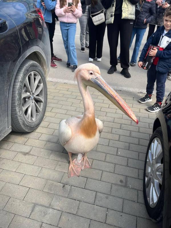 Пеликан Стойчо.jpg