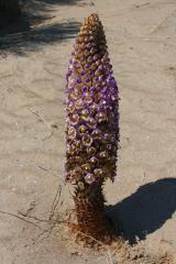 IMG_1708_resize.jpg