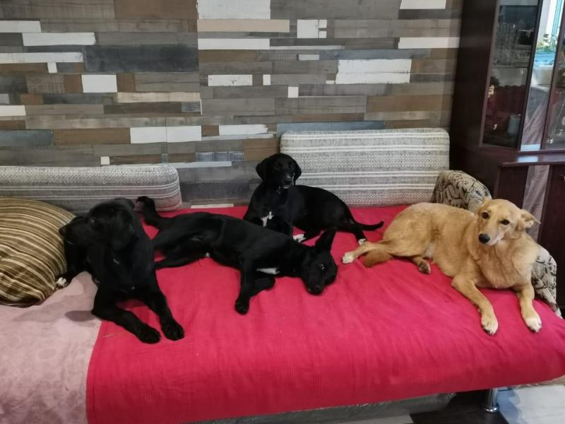 В гостях у нашей банды Санькина банда собак!.jpg