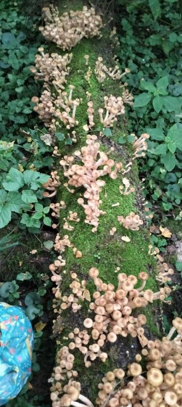 Опята пошли 02 сентября 2025.jpg