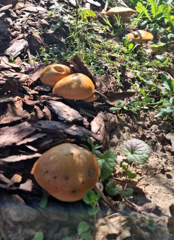 2025-08-31 10-26-29_1756639230494.JPG