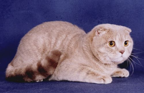 Лиловая Кошка Фото