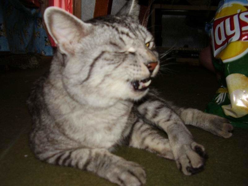 post-863-1196207255_thumb.jpg