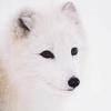 Arcticfox